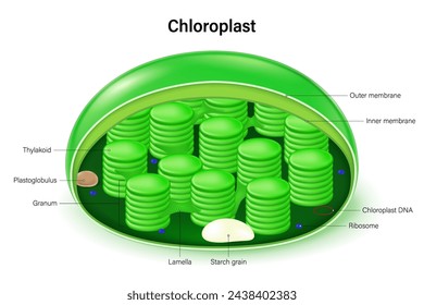 Chloroplast structure vector. Infographics. Plant cell organelle anatomy.