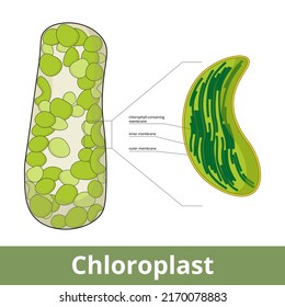 Chloroplast Visualization Chloroplasts Arrangement Plant Cell Stock ...