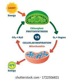 Chloroplast vs mitochondria process educational scheme vector illustration. Labeled photosynthesis and cellular respiration interaction diagram. Graphic with green plant chemical formula or ATP energy