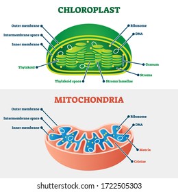 Chloroplast vs mitochondria vector illustration. Labeled educational structure scheme. Biological cell part diagram for school handout. Physiology closeup model with plant energy organelles comparison