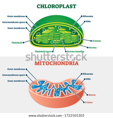 Chloroplast vs mitochondria vector illustration. Labeled educational structure scheme. Biological cell part diagram for school handout. Physiology closeup model with plant energy organelles comparison Stock photo © 