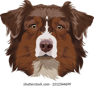 Chocolate border collie. Dog portrait. Vector illustration.