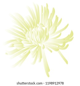 Chocolate chrysanthemums with leaves in corners  on cacao background