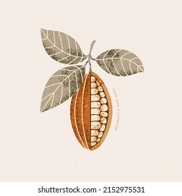 Ilustración botánica de cacao de chocolate. Frutos de cacao con textura de color con hojas.