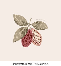 Chocolate Cocoa Bean Botanical Illustration. Colored Textured Cacao Fruit With Leaves.