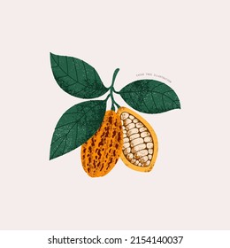 Chocolate cocoa bean botanical illustration. Colored textured cacao fruit with leaves. Vector illustration.