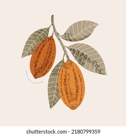 Chocolate cocoa bean botanical illustration. Colored textured cacao fruit on a tree. 