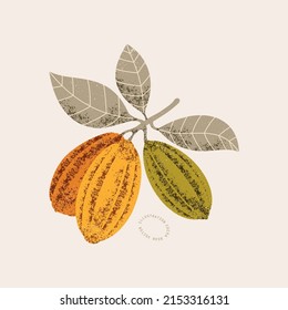 Chocolate cocoa bean botanical vintage illustration. Colored textured cacao fruit with leaves.