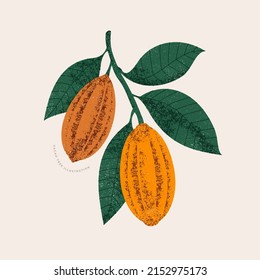 Chocolate cocoa beans botanical illustration. Colored textured cacao fruit with leaves