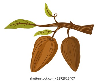 Chocolate cocoa beans. Branch with cocoa beans and leaves. Perfect for printing, groceries, coffee, packaging, cafes, menus and the web. Vector cartoon hand draw illustration isolated. 