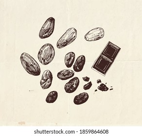 Chocolate cocoa beans drawing, vintage graphic illustration