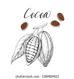 Chocolate cocoa beans. Engraved style illustration. Vector sketch background. Vintage design. Hand drawn botanical realistic illustration. Organic healthy food. 3D.