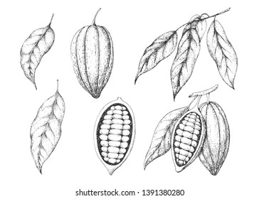 Chocolate cocoa beans. Engraved style illustration. Vector sketch background. Vintage design. Hand drawn botanical illustration. Organic healthy food.