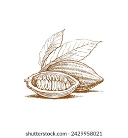 chocolate cocoa beans freehand drawing, vector image