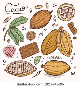 Chocolate Cocoa Beans Plant Drawing Classic Illustration In Engraving style art