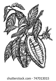 Chocolate Cocoa beans vector illustration. Engraved style illustration. Sketched hand drawn cacao beans, tree, leafs and branches.