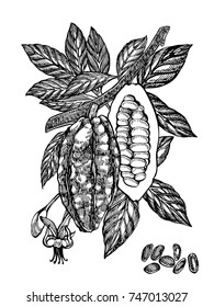 Chocolate Cocoa beans vector illustration. Engraved style illustration. Sketched hand drawn cacao beans, tree, leafs and branches.