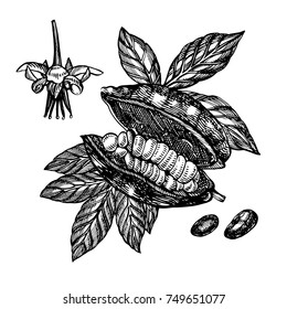 Chocolate Cocoa beans vector illustration. Engraved style illustration. Sketched hand drawn cacao beans, tree, leafs and branches