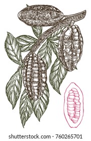 Chocolate Cocoa beans vector illustration. Engraved style illustration. Sketched hand drawn cacao beans, tree, leafs and branches.