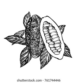 Chocolate Cocoa beans vector illustration. Engraved style illustration. Sketched hand drawn cacao beans, tree, leafs and branches.