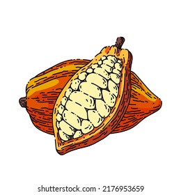 chocolate cocoa hand drawn vector. cacao chocolate, plant tree, fruit pod, seed leaf chocolate cocoa sketch. isolated color illustration