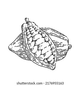 Schokoladenkakao handgezeichnet Vektorgrafik. Kakao-Schokolade, Pflanzenbaum, Obstpod, Samenblattschokoladenskizze. einzelne schwarze Illustration