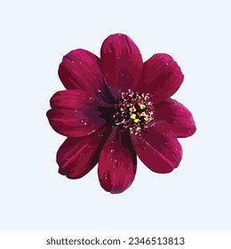 Chocolate Cosmos Flower, Cosmos Atrosanguineus illustration. Chocolate Cosmos is a species of Cosmos, native to Mexico, Asteraceae family.