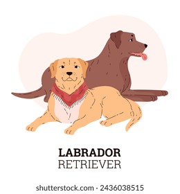 Chocolate and golden Labrador retrievers sitting together. Portrait of cute animals in front and profile. Vector flat design of pets flyer with space for text.