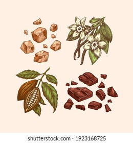 Chocolate ingredients collection. Engraved style. Cocoa bean, chocolate bar explosion, toffee and vanilla bean and flower. 