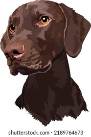 Chocolate Labrador puppy. Dog. Portrait. Vector illustration