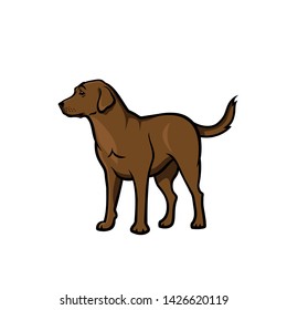 Chocolate Labrador Retriever - isolated vector illustration