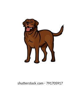 Chocolate Labrador Retriever - isolated vector illustration