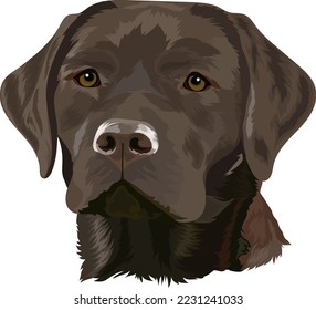 Chocolate Labrador Retriever  Portrait dog white background  Vector illustration 