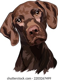 Chocolate Labrador. Ilustración vectorial. Retrato