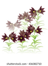 Chocolate lily in the Mist