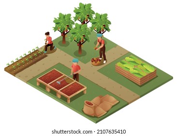 Chocolate production isometric composition with farmers involved in harvesting fermentation drying bagging cocoa beans vector illustration