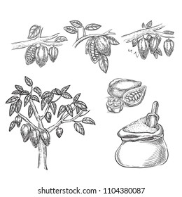 Dibujo vectorial de boceto de chocolate. Cacao en rama, frijoles, árbol, cacao en polvo dibujado a mano elementos de diseño aislados.