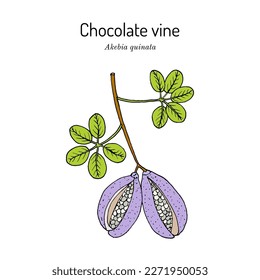 Chocolate vine, or five-leaf akebia (Akebia quinata), edible and medicinal plant. Hand drawn botanical vector illustration