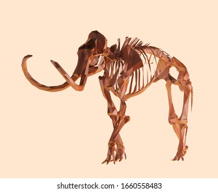 Chocolate Woolly Mammoth Skeleton on Isolated Background. Brown Shiny Low Poly Vector 3D Rendering