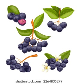 chokeberry antioxidant set cartoon. berry black, food nature, aronia fruit, branch fresh, leaf healthy green, ingredient plant, leaves chokeberry antioxidant vector illustration