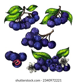chokeberry aronia set hand drawn. plant berry, nature leaf, ripe autumn chokeberry aronia vector sketch. isolated color illustration
