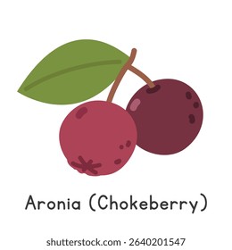 Chokeberry flat vector illustration. Black chokeberry or Aronia cartoon clipart style isolated on white background. Berry concept