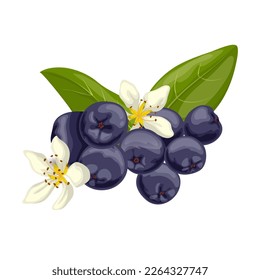 chokeberry food berry cartoon. black fruit, healthy leaf, branch natural, nature aronia, plant organic, antioxidant , harvest ingredien raw chokeberry food berry vector illustration