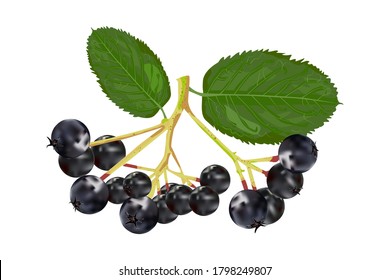 Chokeberry isolated on white background. Branch of aronia with green leaf. Black choke berry fruits. Botanical branch with berries and leaves. For tea, organic cosmetic, medicine, aromatherapy. Vector