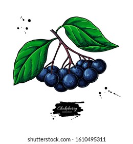 Chokeberry vector drawing. Hand drawn botanical branch with berries and leaves. Illustration of herb. Sketch for tea, organic cosmetic, medicine, aromatherapy