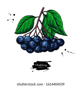 Chokeberry vector drawing. Hand drawn botanical branch with berries and leaves. Illustration of herb. Sketch for tea, organic cosmetic, medicine, aromatherapy