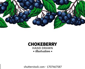 Chokeberry vector drawing. Hand drawn botanical template with berries and leaves. Illustration of herb. Sketch for tea, cosmetic, medicine. Frame for banner, label, packaging, design concept