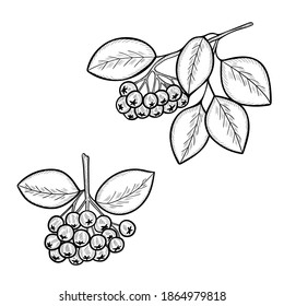 Chokeberry vector Illustration. Hand drawn botanical branch with berries and leaves, set. Aronia berry in sketch style. Ingredient for tea, organic cosmetic, medicine, aromatherapy