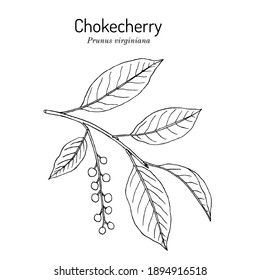 chokecherry tree drawing