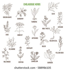 Cholagogue herbs. Hand drawn vector set of medicinal plants